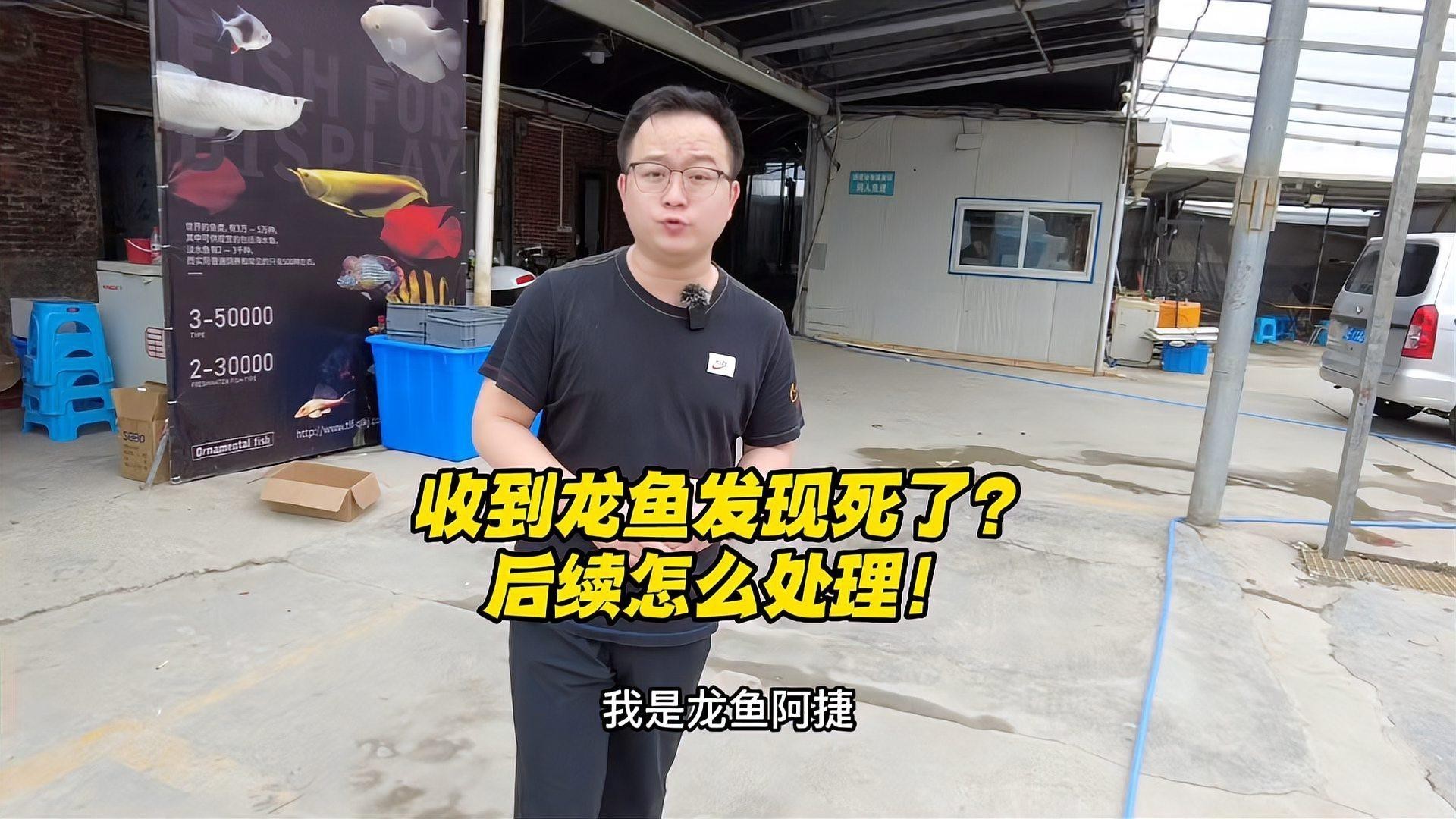 金龍魚死亡后如何處理？【養的金龍魚死了代表什么】