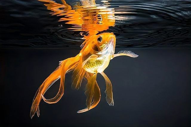 金魚吃生小米會死嗎【金魚吃生小米的危害有哪些？】