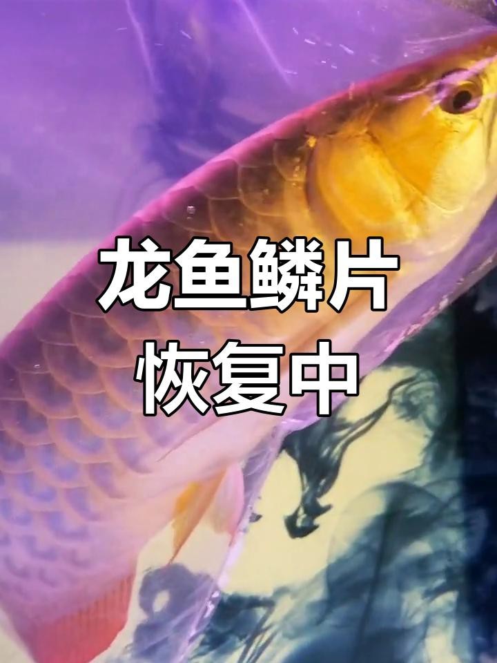 龍魚鱗爛后還能恢復(fù)嗎？【魚的魚鱗爛了怎么辦】