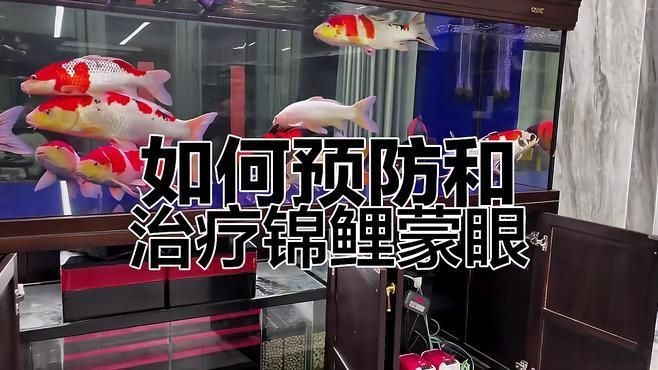 如何判斷錦鯉蒙眼病的嚴重程度？【錦鯉蒙眼病的嚴重程度可通過以下癥狀分級判斷并結合治療建議】