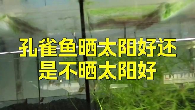 如何判斷孔雀魚是否得到足夠的光照？【孔雀魚的光照問題】