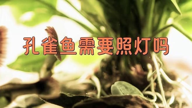 如何判斷孔雀魚是否得到足夠的光照？【孔雀魚的光照問題】