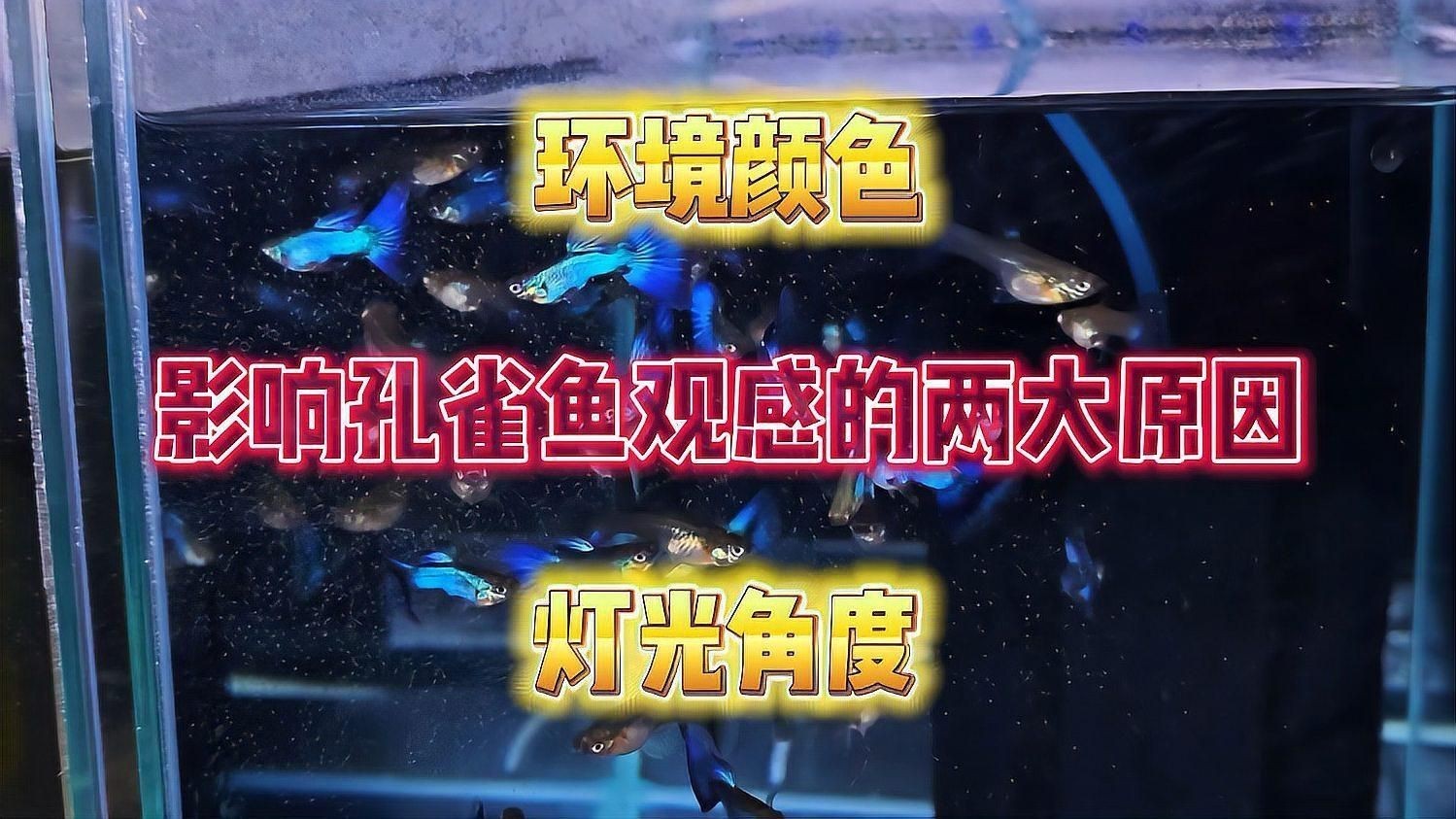 如何判斷孔雀魚是否得到足夠的光照？【孔雀魚的光照問題】