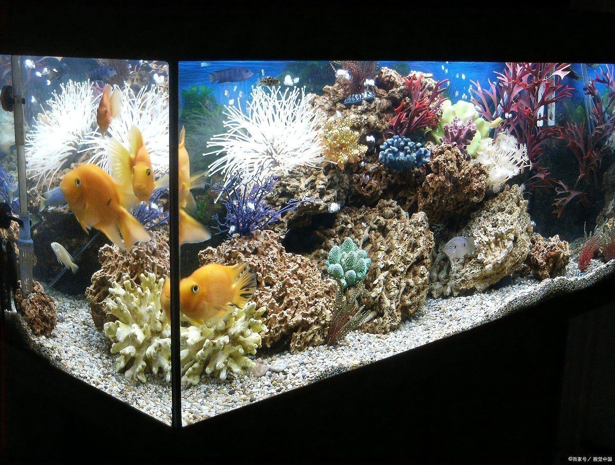 如何判斷孔雀魚是否得到足夠的光照？【孔雀魚的光照問題】