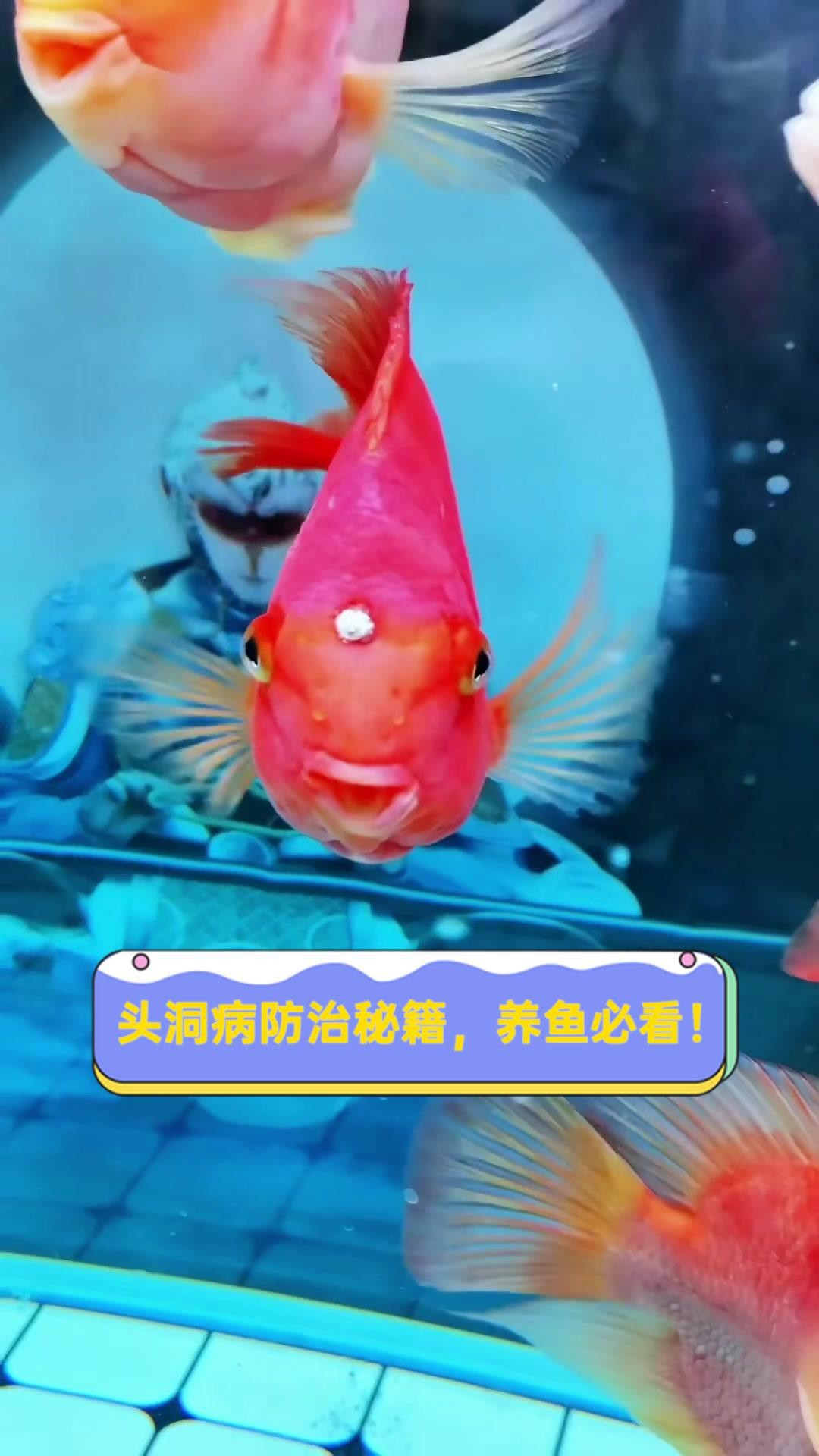 紅龍魚頭洞病如何治療？【紅龍魚頭洞病怎么治療】