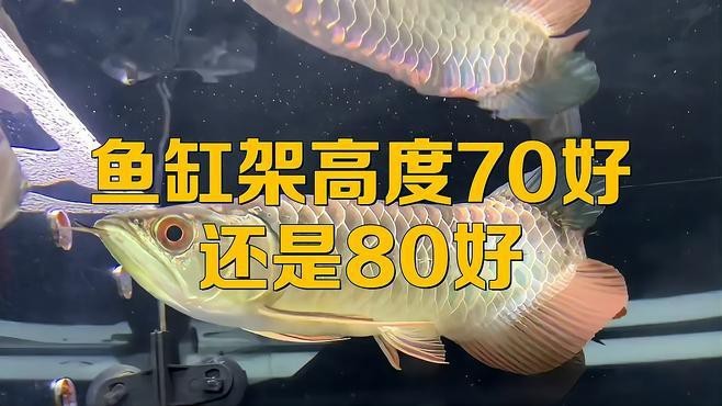 魚缸架高度70好還是80好【為何魚缸架都是70cm高自然訪客】