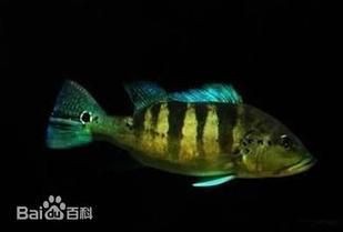 藍帆五間魚價格表和圖片大全【藍帆五間觀賞魚飼養指南】