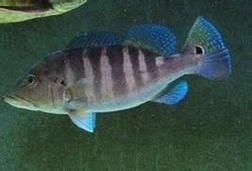 藍帆五間魚價格表和圖片大全【藍帆五間觀賞魚飼養指南】
