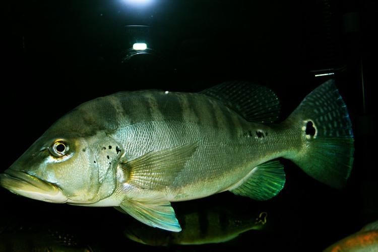 藍帆五間魚價格表和圖片大全【藍帆五間觀賞魚飼養指南】
