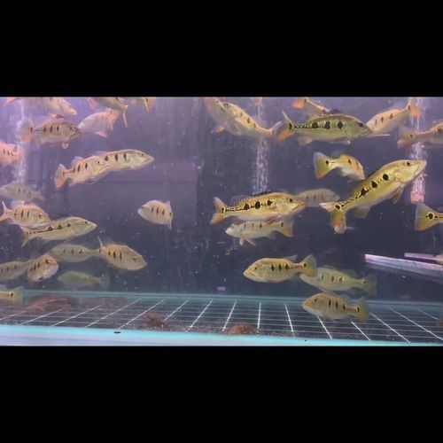藍帆五間魚價格表和圖片大全【藍帆五間觀賞魚飼養指南】