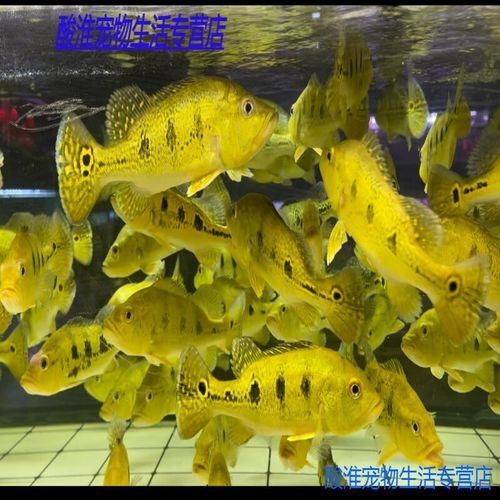 藍帆五間魚價格表和圖片大全【藍帆五間觀賞魚飼養指南】