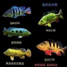 藍帆五間魚價格表和圖片大全【藍帆五間觀賞魚飼養指南】