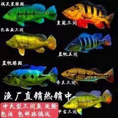 藍帆五間魚價格表和圖片大全【藍帆五間觀賞魚飼養指南】
