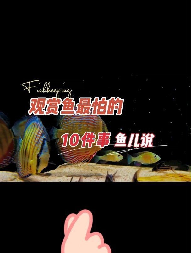 紅勾銀版魚最忌三種東西有哪些【紅勾銀板魚最忌諱的三大忌諱:紅勾銀板魚最忌諱的三大忌諱】 龍魚論壇 第5張 紅勾銀版魚最忌三種東西有哪些【紅勾銀板魚最忌諱的三大忌諱:紅勾銀板魚最忌諱的三大忌諱】 紅勾銀版魚最忌三種東西有哪些【紅勾銀板魚最忌諱的三大忌諱:紅勾銀板魚最忌諱的三大忌諱】 龍魚論壇 第5張