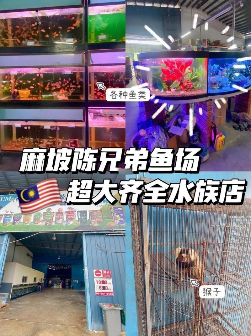 馬坡嶺水族店【<strong><mark>南充</mark></strong>馬坡嶺水族店】