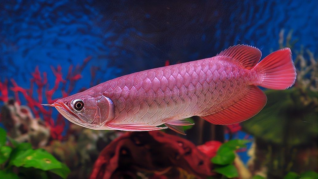 紅龍魚發(fā)色最佳水溫是多少【紅龍魚發(fā)色最佳水溫結合生長階段和個體差異綜合調整】