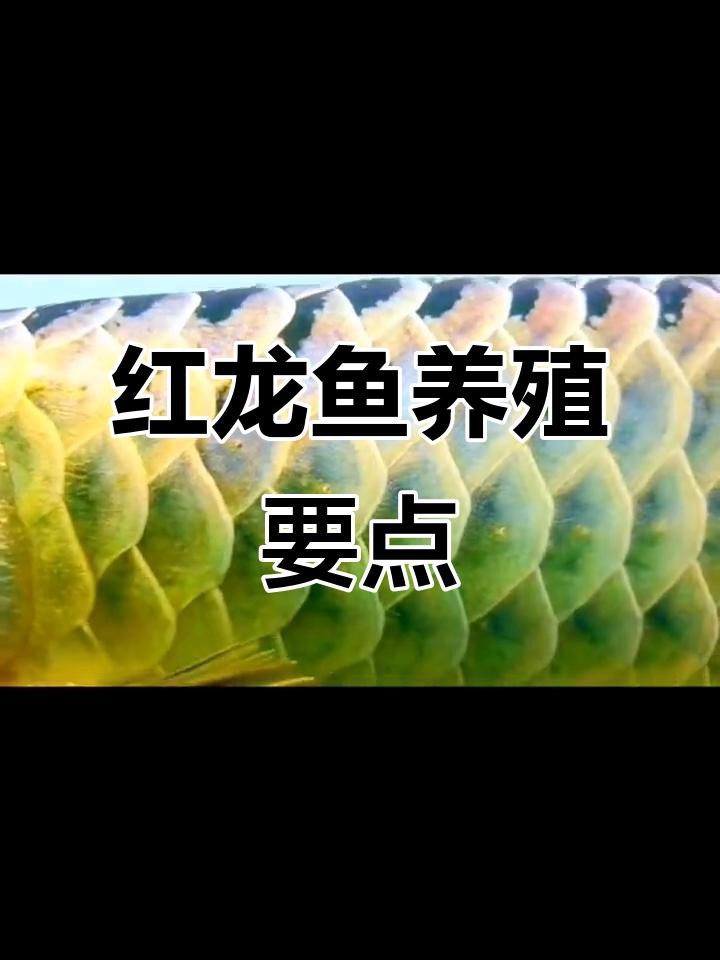 紅龍魚發(fā)色最佳水溫是多少【紅龍魚發(fā)色最佳水溫結合生長階段和個體差異綜合調整】