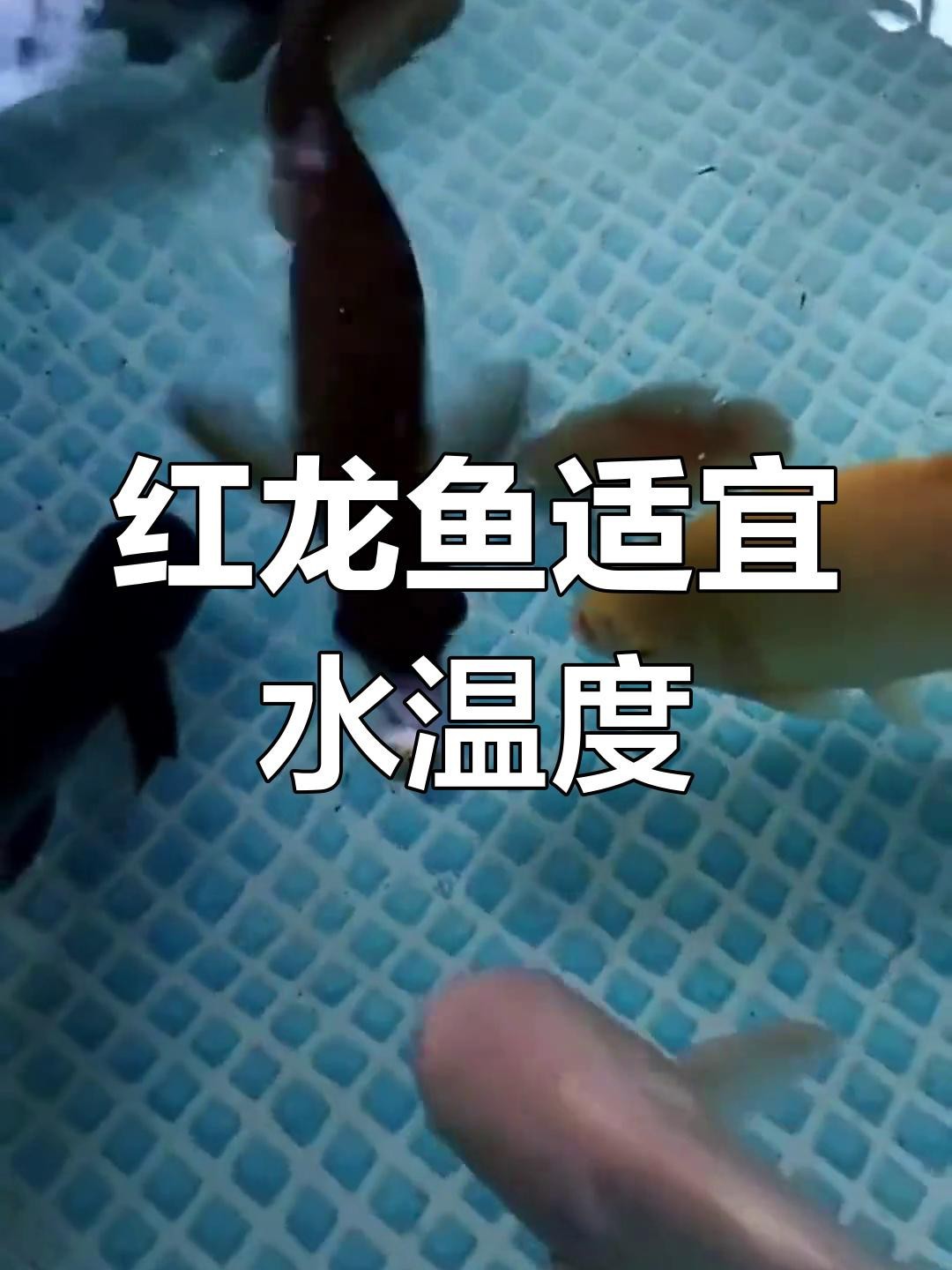 紅龍魚發(fā)色最佳水溫是多少【紅龍魚發(fā)色最佳水溫結合生長階段和個體差異綜合調整】