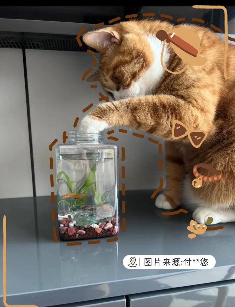 金魚如何通過訓練完成復雜動作？【如何訓練金魚完成復雜動作】
