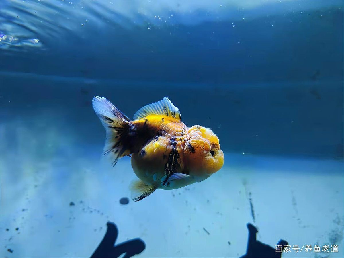 金魚如何通過訓練完成復雜動作？【如何訓練金魚完成復雜動作】
