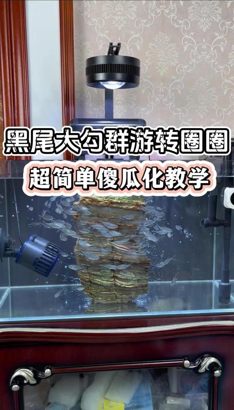 金魚如何通過訓練完成復雜動作？【如何訓練金魚完成復雜動作】