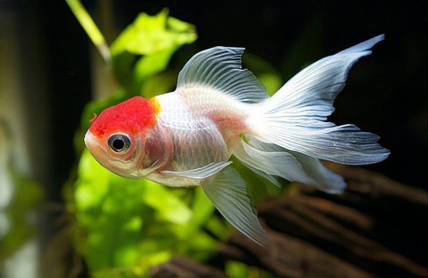 沒飼料能給小金魚吃啥【養金魚的注意事項】
