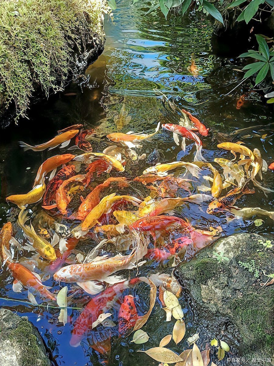 沒飼料能給小金魚吃啥【養金魚的注意事項】