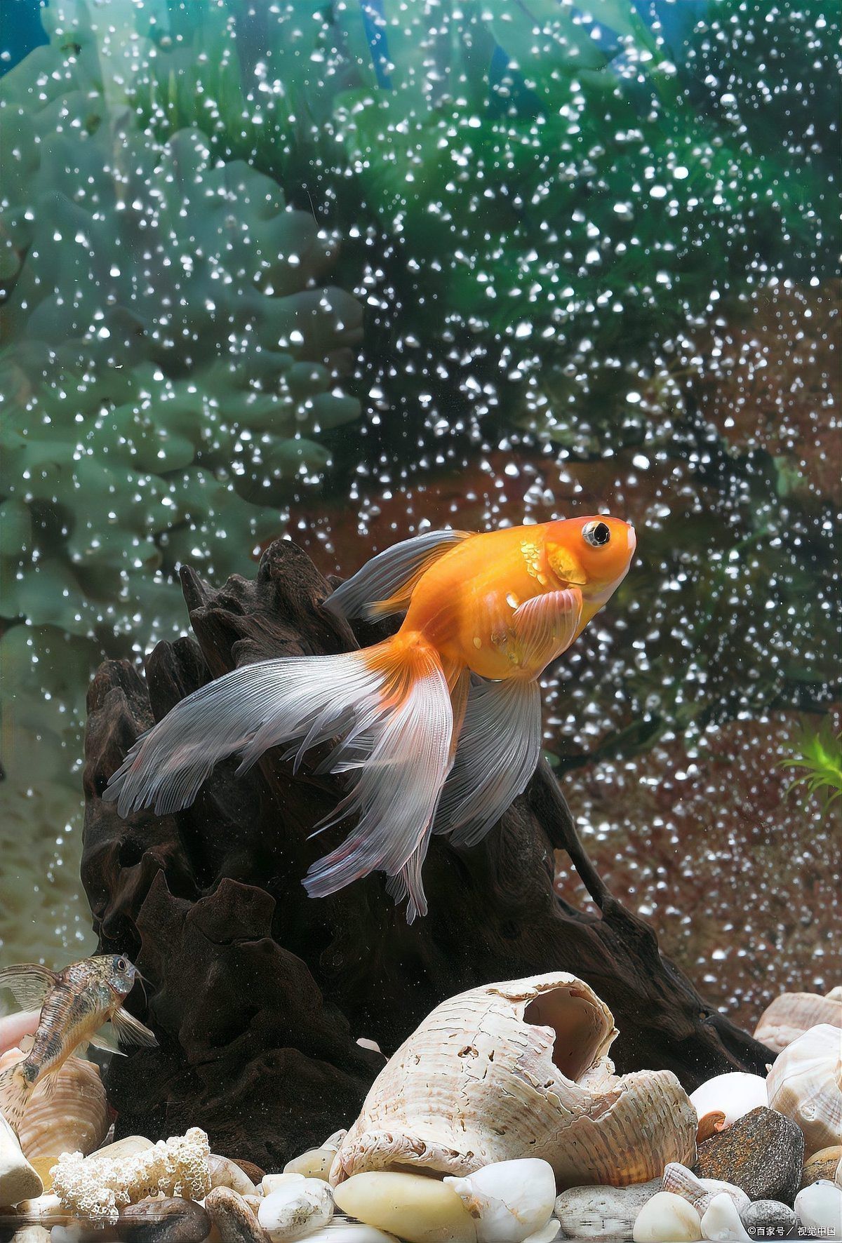 沒飼料能給小金魚吃啥【養金魚的注意事項】