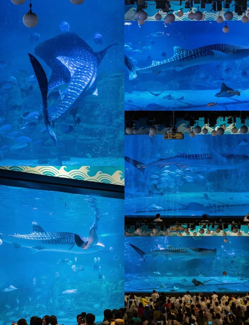 小鳳仙孔雀羽魚漂的優點，鳳仙孔雀羽魚漂的優缺點