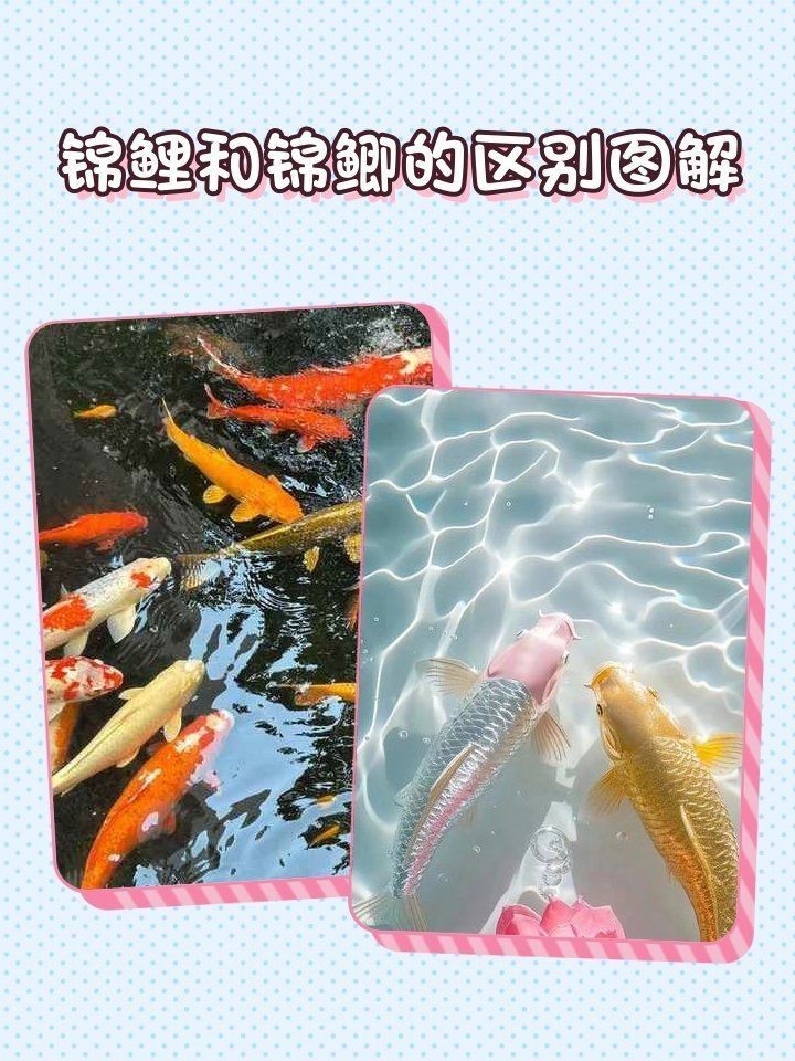 錦鯉和錦鯽圖片對比【錦鯉和錦鯉的區別及各自特點詳解錦鯉與錦鯽的區別及詳解】