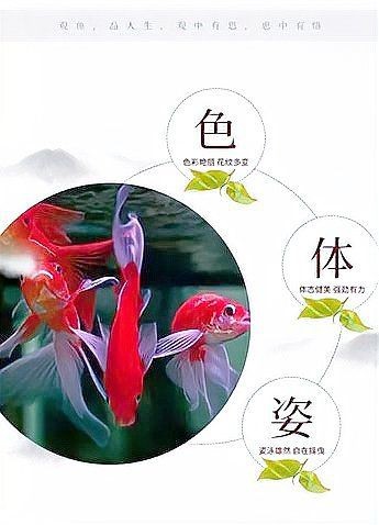 錦鯉和錦鯽圖片對比【錦鯉和錦鯉的區別及各自特點詳解錦鯉與錦鯽的區別及詳解】