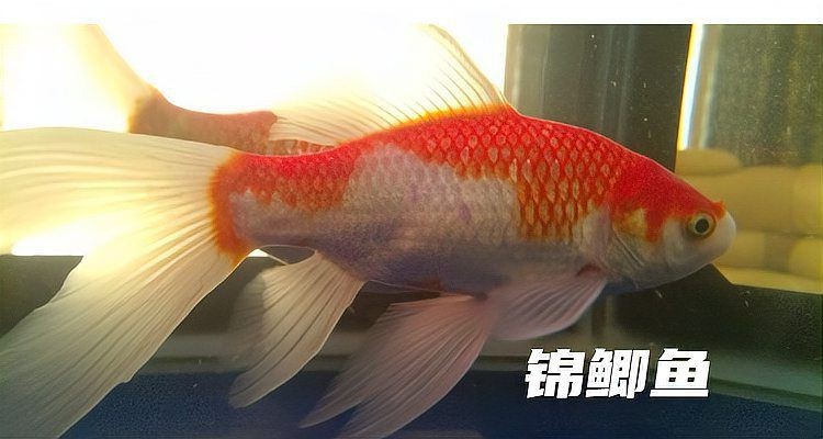 錦鯉和錦鯽圖片對比【錦鯉和錦鯉的區別及各自特點詳解錦鯉與錦鯽的區別及詳解】