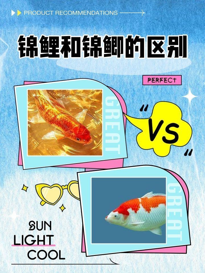 錦鯉和錦鯽圖片對比【錦鯉和錦鯉的區別及各自特點詳解錦鯉與錦鯽的區別及詳解】