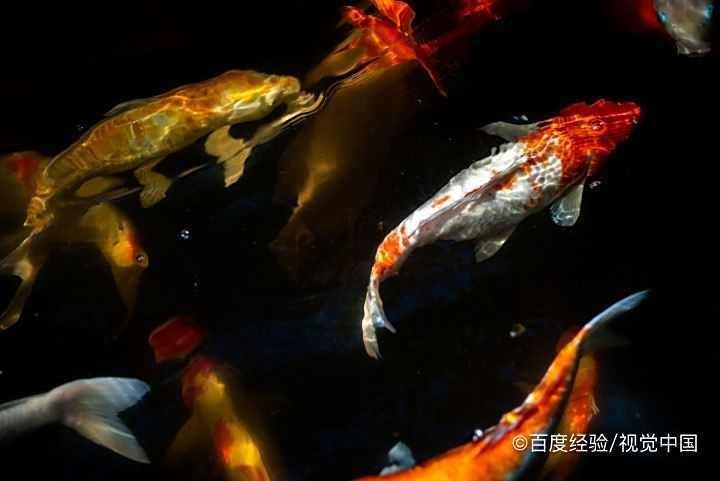 錦鯉和錦鯽圖片對比【錦鯉和錦鯉的區別及各自特點詳解錦鯉與錦鯽的區別及詳解】