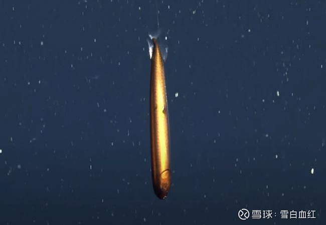 高鰭龍魚有哪些特點(diǎn)？【美國(guó)深海發(fā)現(xiàn)罕見(jiàn)“高鰭龍魚”:形如魚雷通體金屬色】