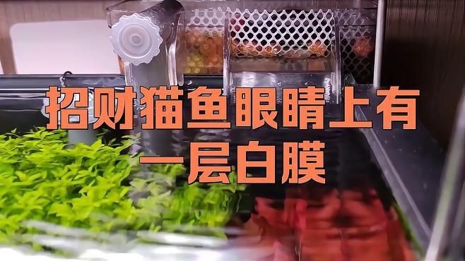魚(yú)眼睛白膜自愈需要多長(zhǎng)時(shí)間？【魚(yú)眼睛出現(xiàn)白膜是怎么回事】