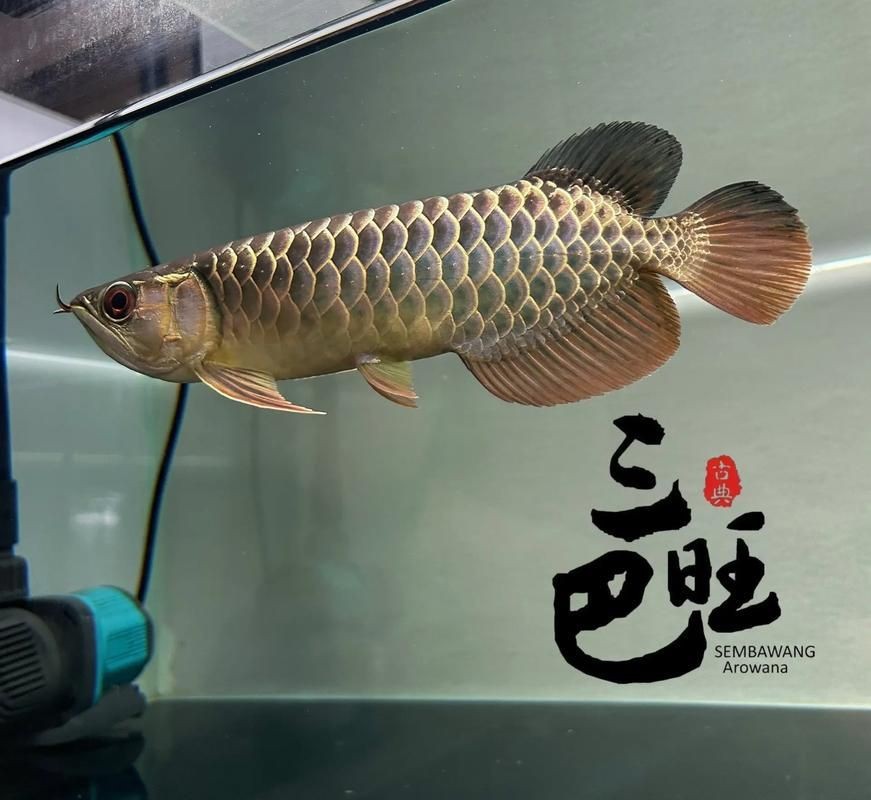 龍魚高背過背鑒定圖【yuki龍魚高背與過背的鑒定要點及圖示說明】