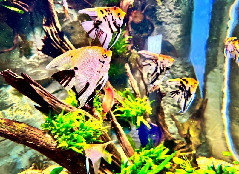 越城水族店【浙東淡水魚館開放“水中大熊貓”中華鱘亮相浙江日報】