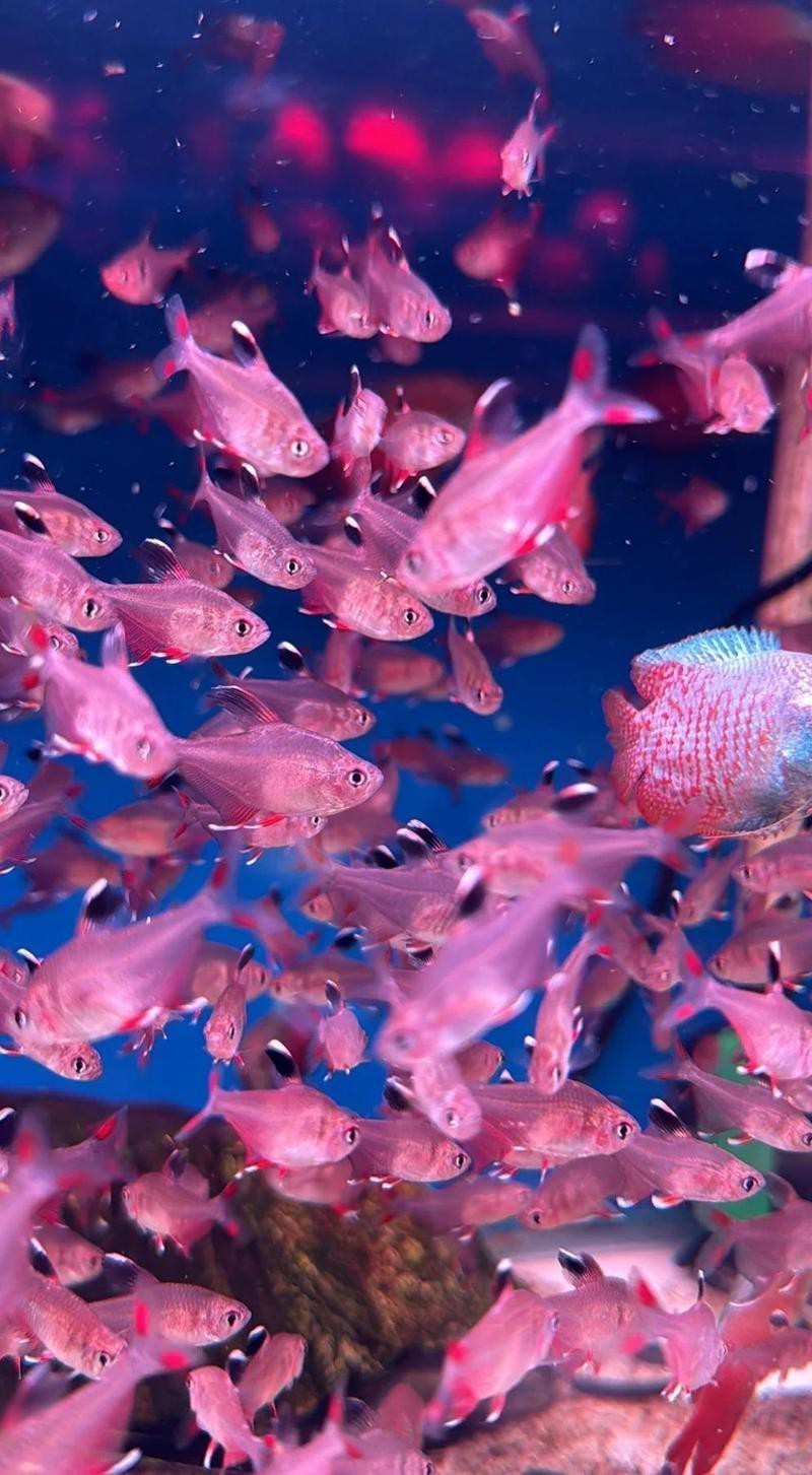 萍鄉水族店【萍鄉市主要水族店的詳細信息】