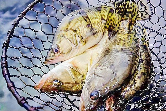 龍魚肥美的是哪一種魚【3月最肥美卻少有人吃,腌臭了比刀魚還鮮美一米視覺】