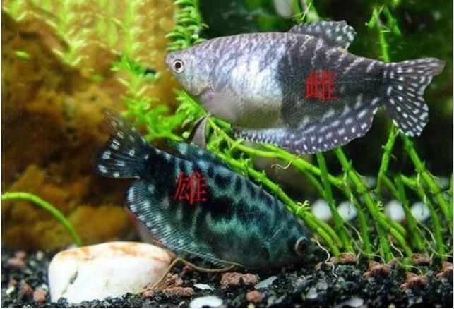 給我一張藍曼龍魚公母對照圖【藍曼龍魚公母的詳細對照特征及圖示】