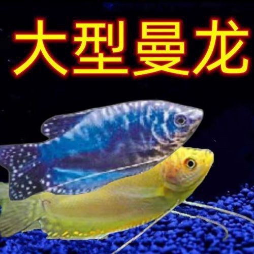 給我一張藍曼龍魚公母對照圖【藍曼龍魚公母的詳細對照特征及圖示】