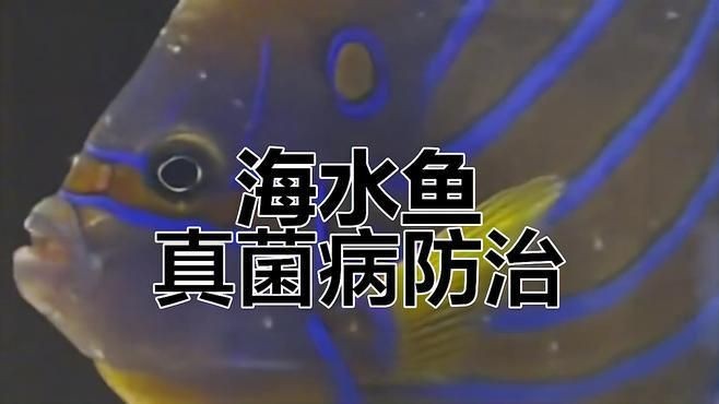 如何預防和治療魚的真菌感染？【【魚友問答】多久換水水霉怎么辦】