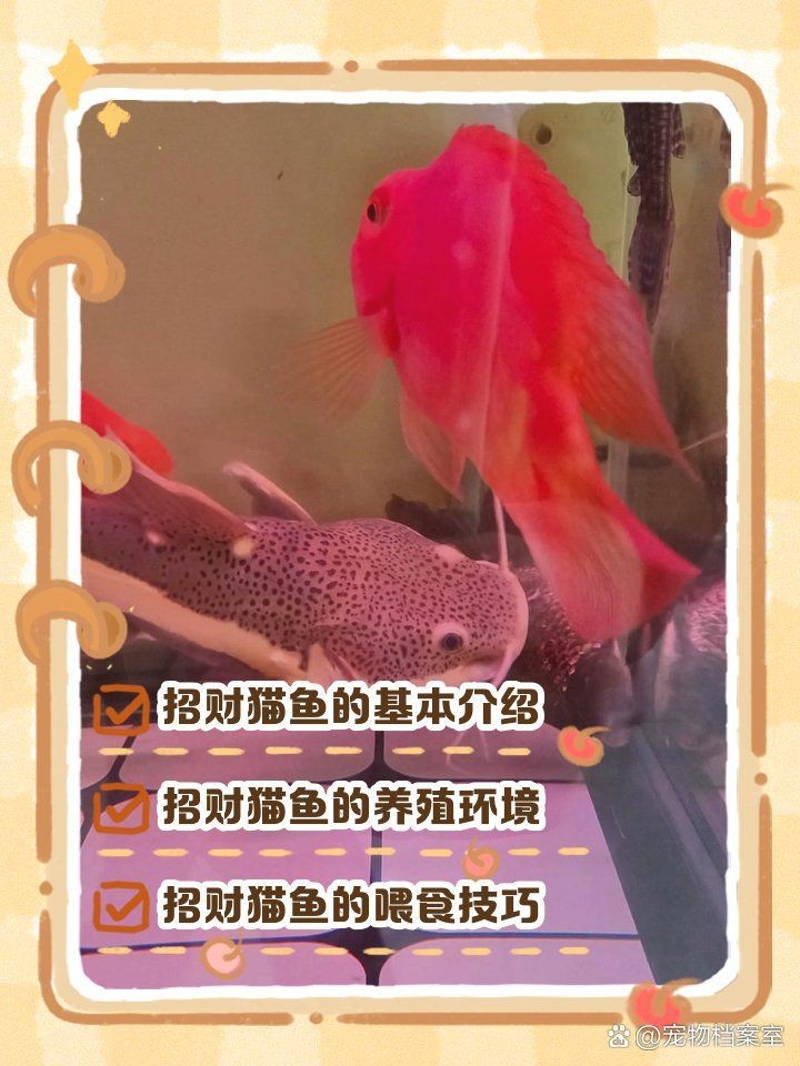 虹弦見招財貓魚正確使用方法【招財貓魚的科學飼養與互動指南】