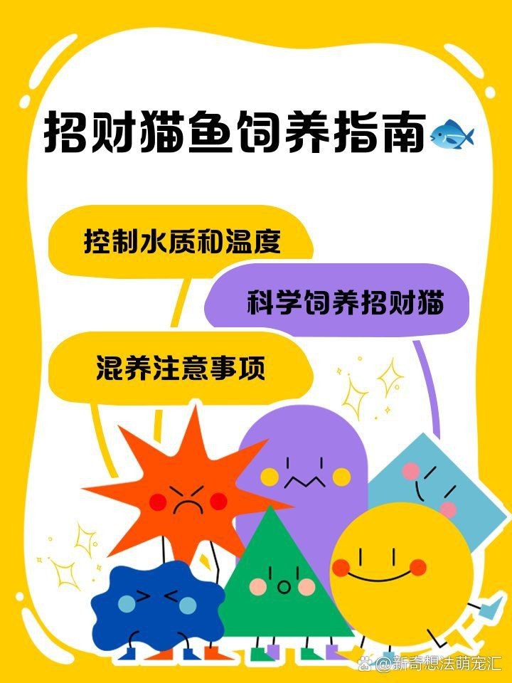 虹弦見招財貓魚正確使用方法【招財貓魚的科學飼養與互動指南】