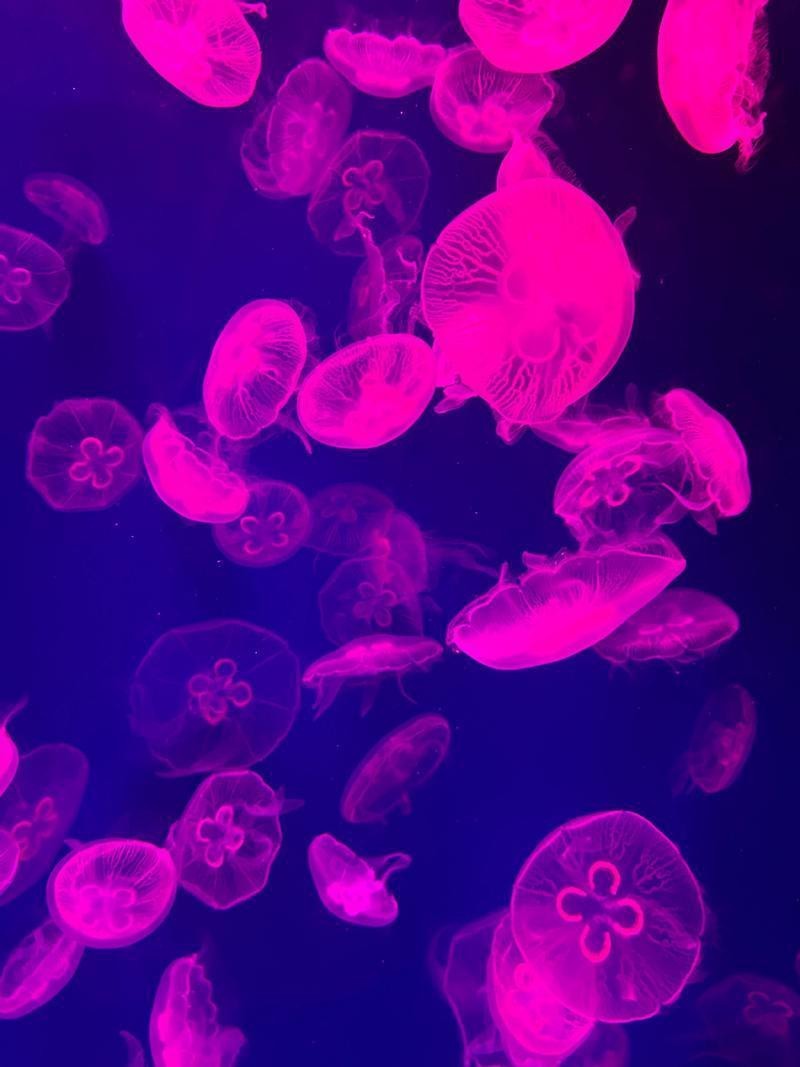 <strong><mark>湖口</mark></strong>水族店【九江<strong><mark>湖口</mark></strong>水族館探秘:縣級水族館的驚喜之旅脆甜琪淋冰小貝】