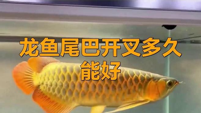 龍魚魚鰭分叉需要多久恢復？【龍魚尾巴開叉多久能好】 龍魚魚鰭分叉需要多久恢復？【龍魚尾巴開叉多久能好】 龍魚百科 第1張
