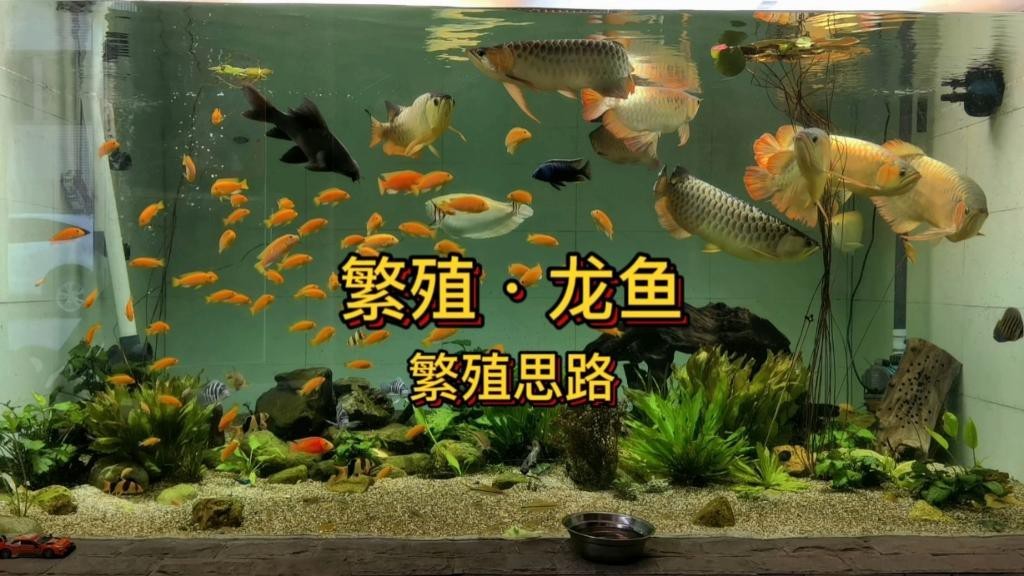 金龍魚繁殖需要哪些條件？【墨川自然生態之繁殖龍魚嗶哩嗶哩】