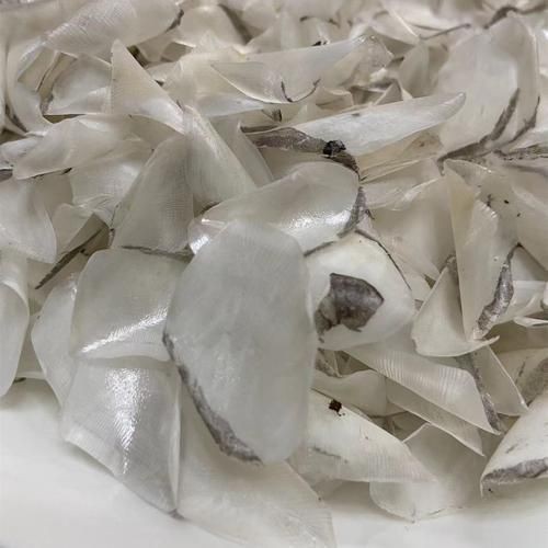 魟魚曬干后的圖片【[需手動填充]魚曬干后的形態與其水中游弋時的優雅形象形成強烈反差】