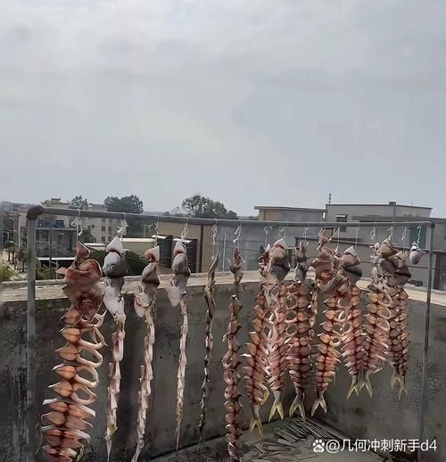 魟魚曬干后的圖片【[需手動填充]魚曬干后的形態與其水中游弋時的優雅形象形成強烈反差】